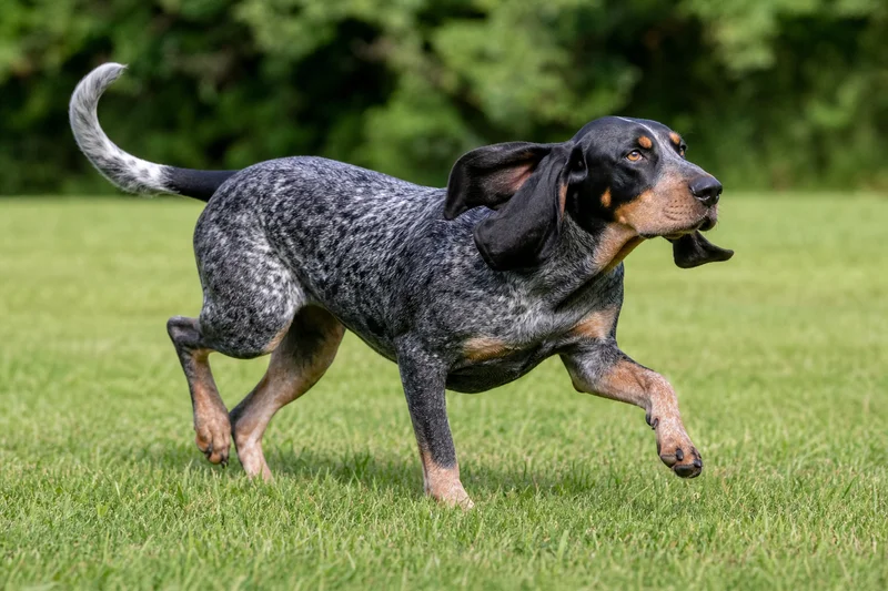 Bluetick Coonhound — running