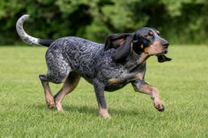 Bluetick Coonhound — running