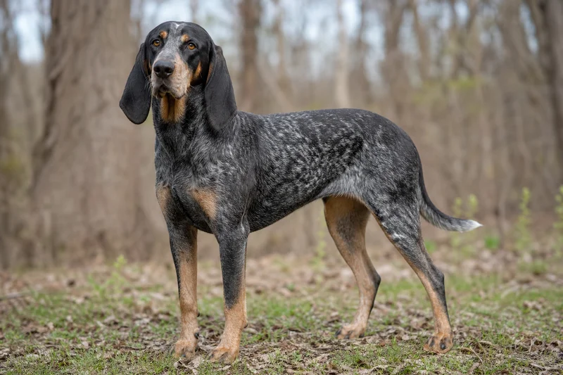 Bluetick Coonhound — adult