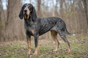 Bluetick Coonhound — adult