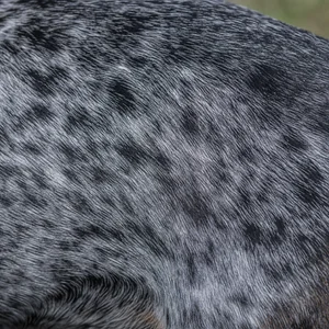 Bluetick Coonhound — coat texture