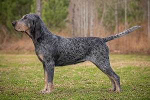 Bluetick Coonhound — Dark blue mottled with black spots coat