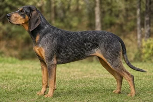 Bluetick Coonhound — tan markings coat