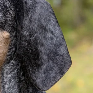 Bluetick Coonhound — ears