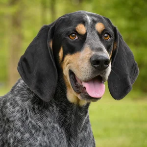 Bluetick Coonhound — happy
