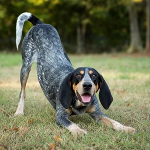 Bluetick Coonhound — playful