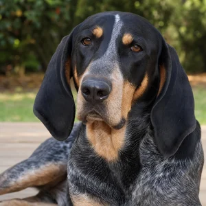 Bluetick Coonhound — relaxed