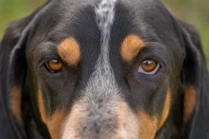 Bluetick Coonhound — eyes