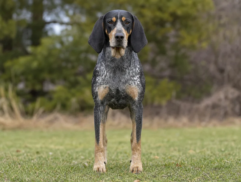Bluetick Coonhound — front