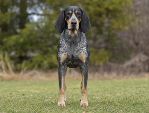 Bluetick Coonhound — front