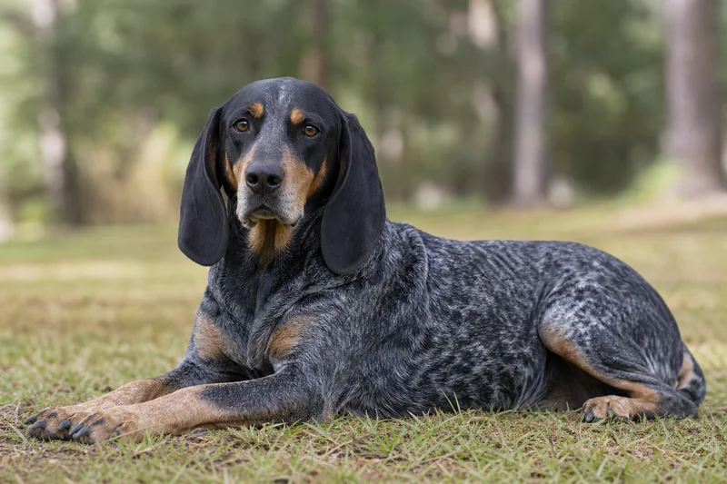 Bluetick Coonhound — lying down