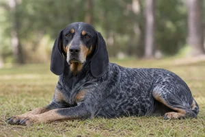 Bluetick Coonhound — lying down