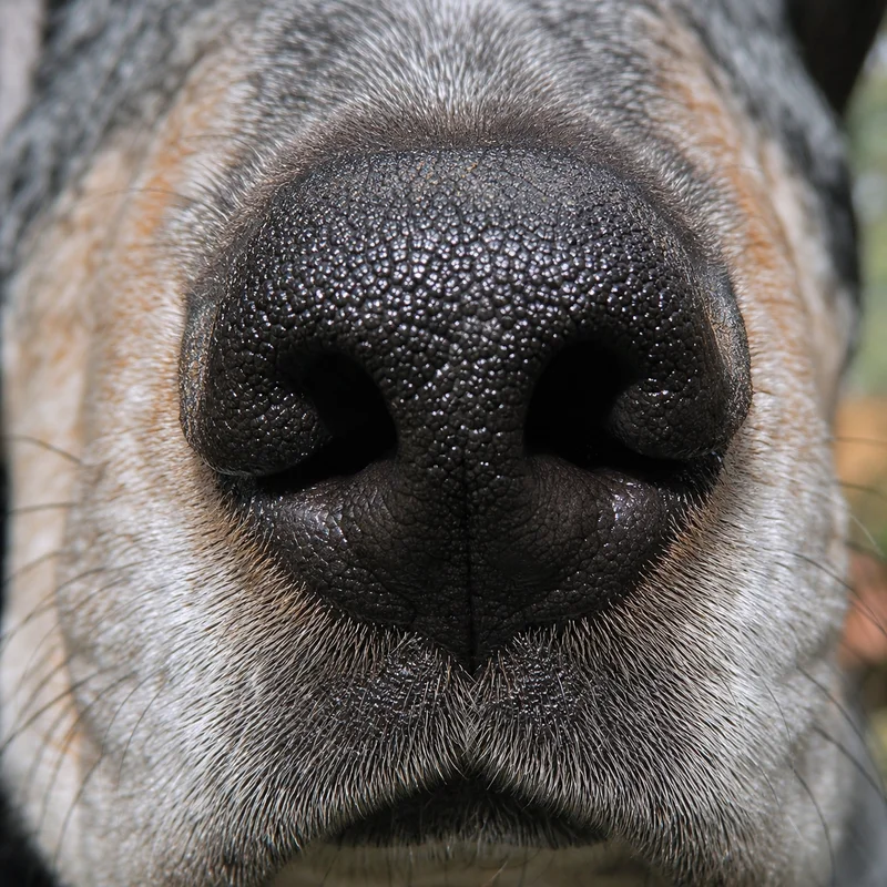 Bluetick Coonhound — nose