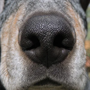 Bluetick Coonhound — nose