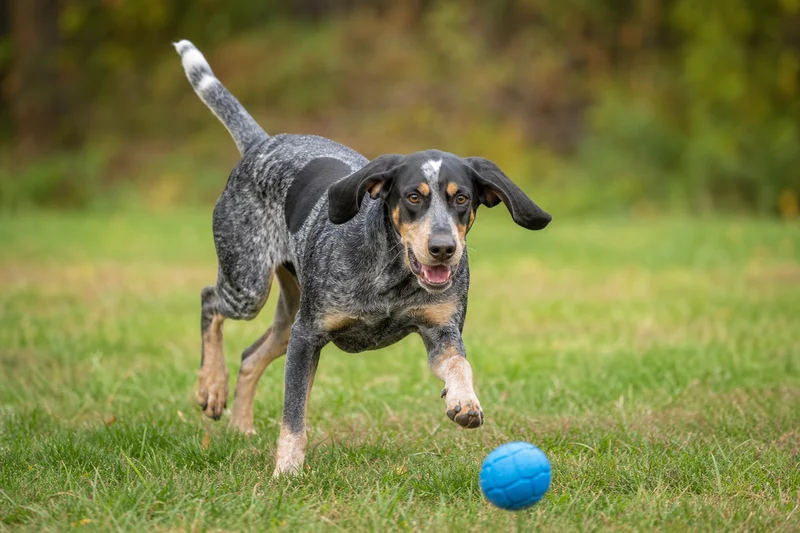 Bluetick Coonhound — playing