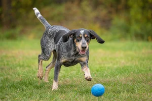 Bluetick Coonhound — playing