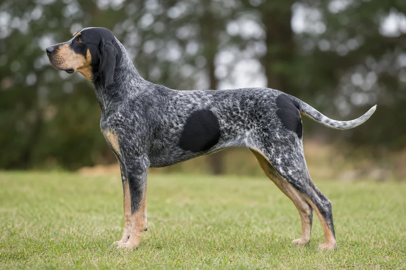 Bluetick Coonhound — side