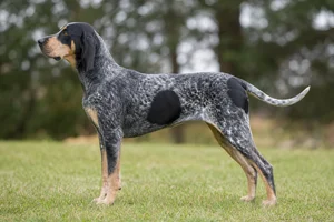 Bluetick Coonhound dog