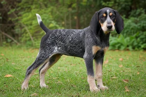 Bluetick Coonhound — puppy (~4 mo)