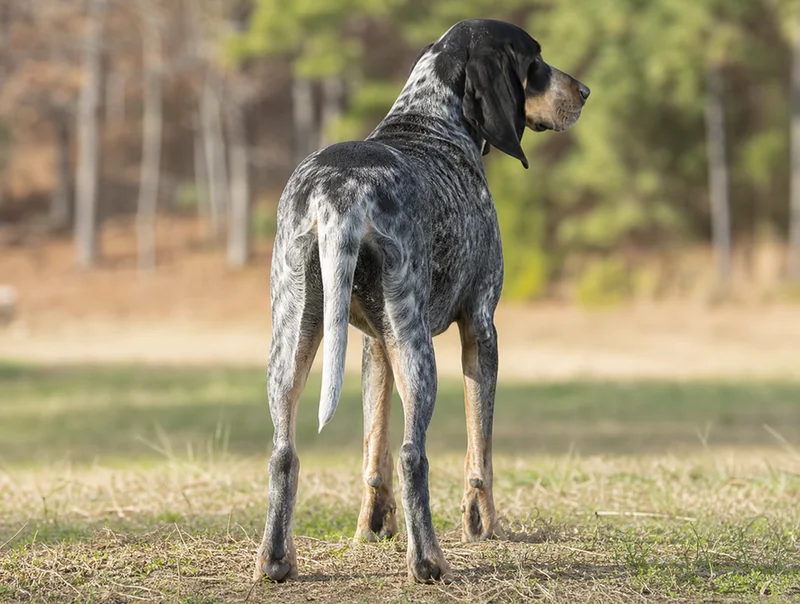 Bluetick Coonhound — rear
