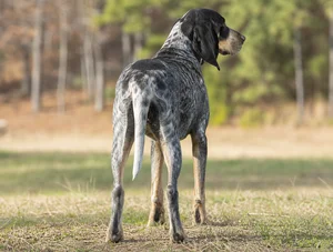 Bluetick Coonhound — rear