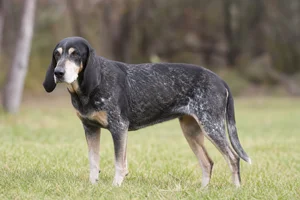 Bluetick Coonhound — senior