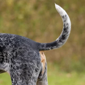 Bluetick Coonhound — tail