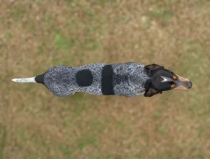 Bluetick Coonhound — top