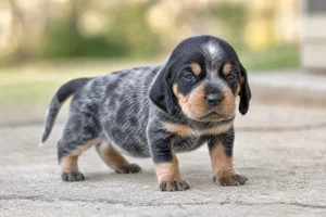 Bluetick Coonhound — young puppy (~1 mo)