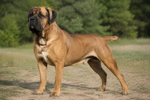 Boerboel — adult