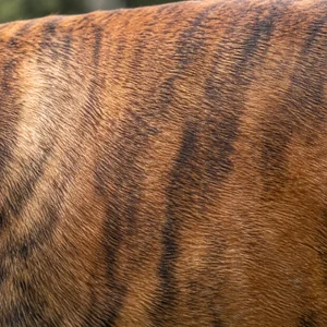 Boerboel — coat texture