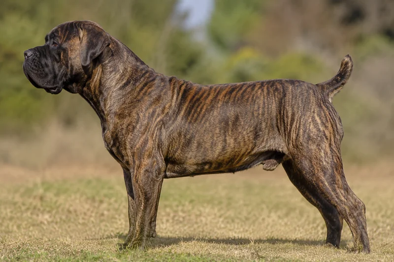 Boerboel — Brindle coat