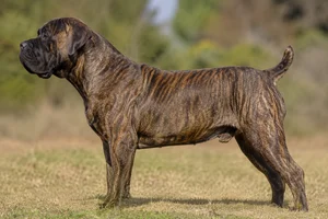 Boerboel — Brindle coat