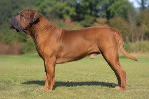 Boerboel — Brown coat