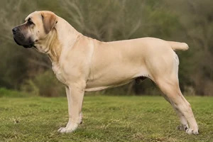 Boerboel — Cream coat