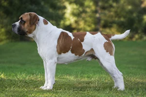 Boerboel — Piebald coat