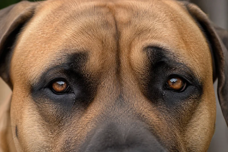 Boerboel — eyes