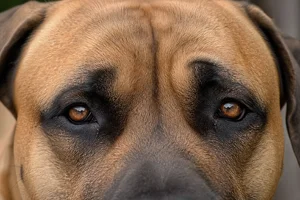Boerboel — eyes