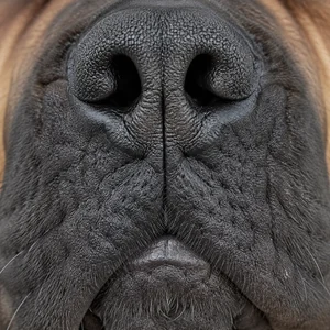 Boerboel — nose