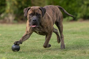 Boerboel — playing