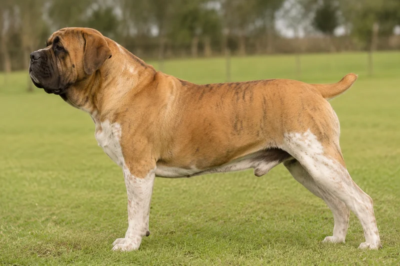 Boerboel — side