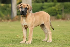 Boerboel — puppy (~4 mo)