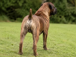 Boerboel — rear