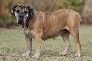 Boerboel — senior