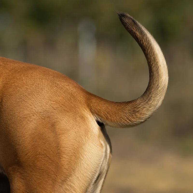 Boerboel — tail