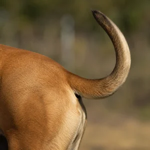 Boerboel — tail