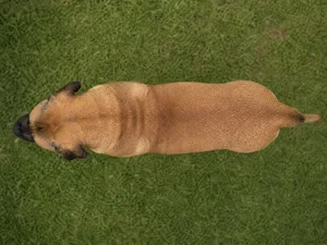 Boerboel — top