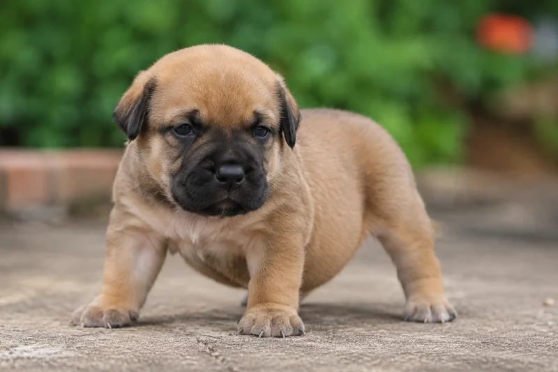 Boerboel — young puppy (~1 mo)