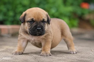 Boerboel — young puppy (~1 mo)
