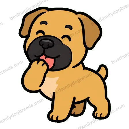 Boerboel sticker 16